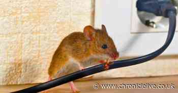 Four natural repellents that will keep rats and mice away from your home for good