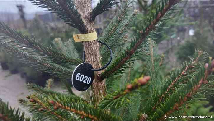 Almere - Boomkweker Johan geeft vijf tips voor het verzorgen van je kerstboom