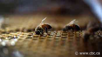 Apiaries abuzz over ruling against widening cross-border trade in live honeybees