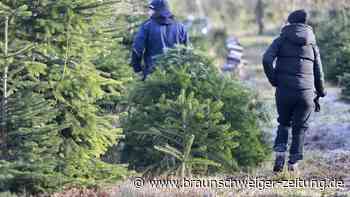 Weihnachtsbaum: Hier wird der Kauf im Landkreis Gifhorn zum Event
