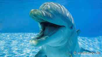 Meer mit Drogen verseucht: Schmerzmittel Fentanyl in Delfinen nachgewiesen