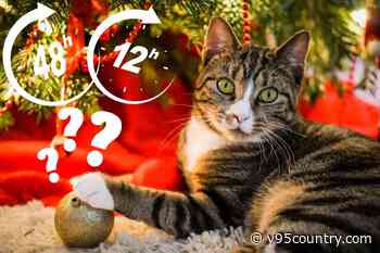 Cats and Holiday Travel: How Long Is Too Long to Leave Them Alone?