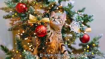 Katze vom Weihnachtsbaum fernhalten? Mit diesen Tricks klappt es