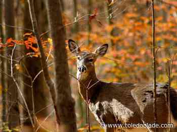 Hunters can support food banks across the state by donating deer