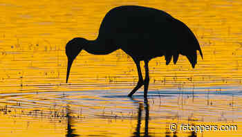 Practical Cropping Techniques for Better Composition