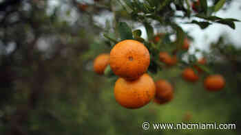Damage from Hurricane Milton deals big blow to Florida's citrus industry