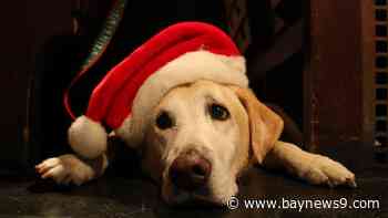 What you need to know about keeping your pets safe over the holidays