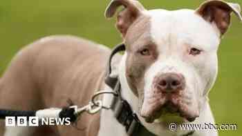 Victim of XL bully dog attack sought by police