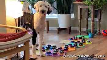 Dogs TALK with humans using soundboards for first time... and it's what they DIDN'T say that's depressing