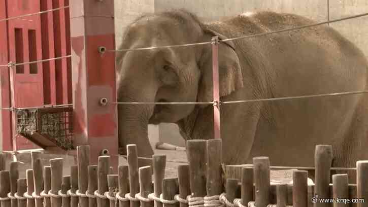 ABQ BioPark announces Asian elephant gave birth to stillborn calf  