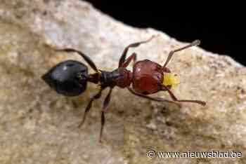 Van een blauwe zandbij in Grote-Spouwen tot een riviergifoogdaas in Schulen: 2024 levert zeldzame waarneming op