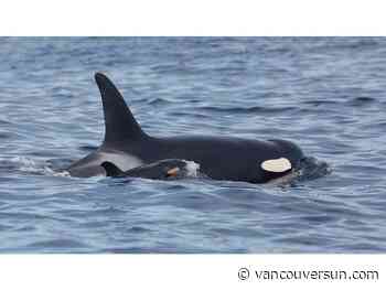Beatrice Frank: Will emergency plea for endangered orcas go unheard for the second time?