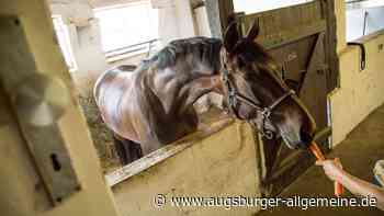 Nach schwerem Unfall in Dasing: Wie gefährlich sind Pferde?