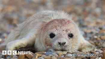 Seal colony thriving 'thanks to secluded site'