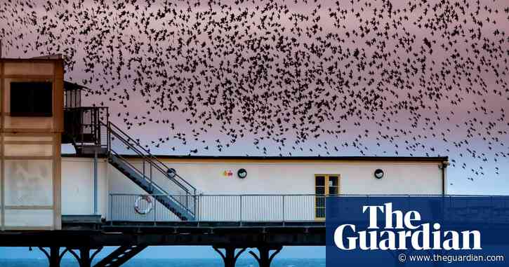 Birdwatch: have we been getting the unadmired starling all wrong?