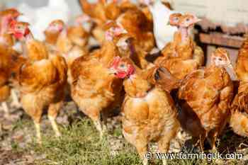 Three commercial poultry farms record bird flu cases