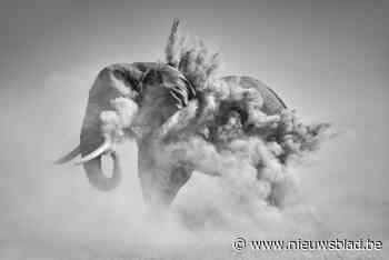 Oog in oog met wilde dieren: deze imposante foto-expo in Hasselt moet je gezien hebben