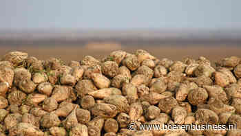 Südzucker zet suikerbiet in als papiervervanger