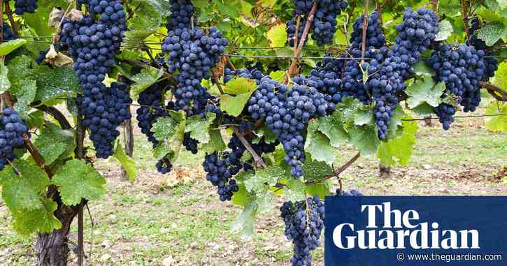 Imported foods found with residues of 48 pesticides not approved for UK use