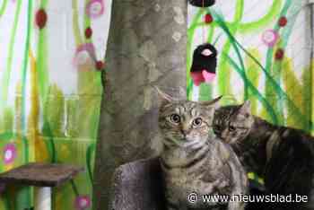 Dierenbescherming organiseert  kerstmarkt voor mens en dier: “Met de opbrengst geven we de opgevangen dieren een betere toekomst”