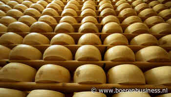 Bodegraafse kaasbedrijven boerden beter in 2023