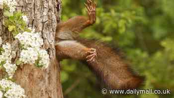 Revealed: The winners of the 2024 Comedy Wildlife Photography Awards - including a squirrel stuck in a tree, smooching owlets, and a sexy hippo