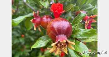 "Het geheim zit hem in de verpakking"