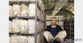 Koningsoesterzwammen in Zuid-Italië aan opmars bezig