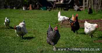 Bird flu outbreak confirmed at farm near Beverley