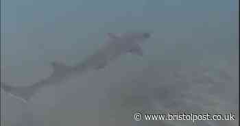 Rare sharks swimming off popular tourist beach after making hotel 'home'