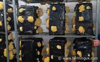 Egg producer re-purposes redundant sheds for mushroom production