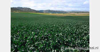 "We zouden graag onze biologische groenten ook in Spanje kunnen afzetten"