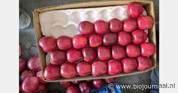 Hoe gaat het met de biologische appelsector in India?