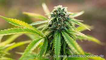 Das mahnt zur Vorsicht: Crash-Gefahr bei Tilray Brands, Canopy Growth, Aurora Cannabis & Co. steigt