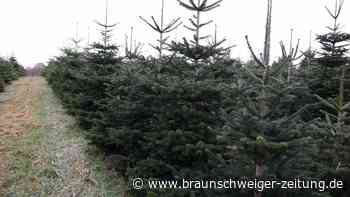 Weiße Weihnachten? So stehen aktuell die Chancen auf Schnee