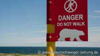 Hund taucht nach 50 Tagen auf – doch Herrchen bleibt verschwunden