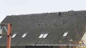 Peiner Stadttauben – deshalb hungern und sterben sie