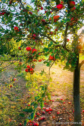 Lehrgang zum Fachmann im Streuobst-Anbau