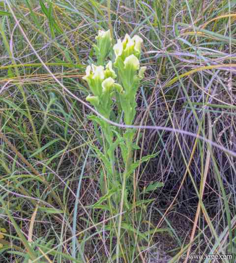 Rare New Mexico flower listed as endangered