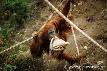 Drie jarigen bij de orang-oetans: dat verdient een feestje in Planckendael
