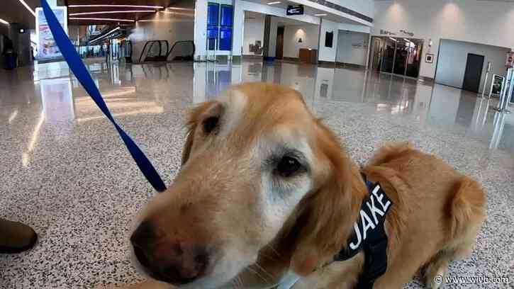 Jake the airport dog dies at age 12