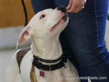 LC4 holiday season dog adoption special starts Thursday