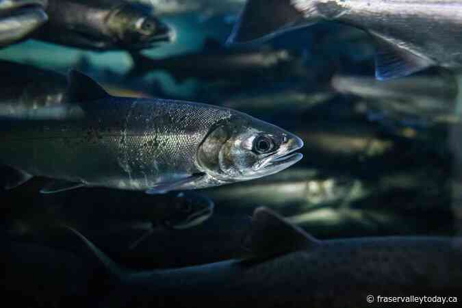 B.C. First Nation to develop salmon hatchery with Fisheries Department