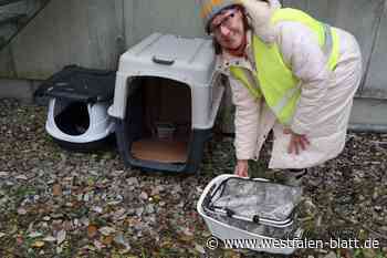 Tierschutzverein kümmert sich um ein Dutzend „Werkskatzen“ in Scherfede