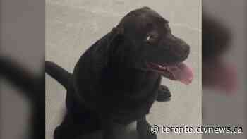 'I'm really sorry I have to do this': Father recounts how his car was stolen in Etobicoke with his dog inside