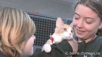 Barrie shelter covers cost of emergency surgery to reunite family with beloved pet