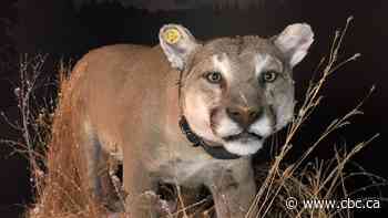 Cougar's more than 1,000-km journey from Sask. to Manitoba at centre of new museum exhibit