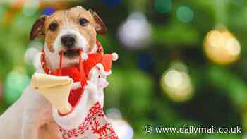 Happy Howl-idays! Half of British dog owners will give their pet their own stocking and a full Christmas lunch on the 25th, study reveals