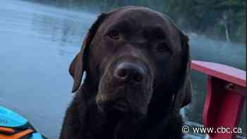 'Don't hurt her': Toronto father recounts alleged carjacking after dog taken in SUV