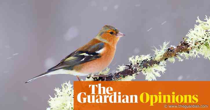 Why birdsong matters more than you think | Natalia Zielonka and Simon Butler
